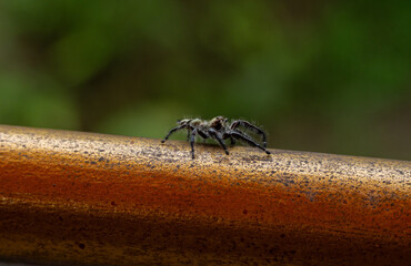 macro shot of a spider