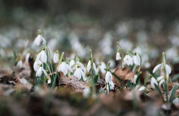 Meadow with snowdrops in spring