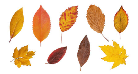 Naklejka premium set of autumn leaves, jpeg, png, transparent