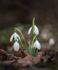 Snowdrops in the dark spring forest
