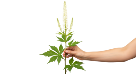 gentle hand holding wildflower discovering natures beauty, botanical delight, isolated on transparent background