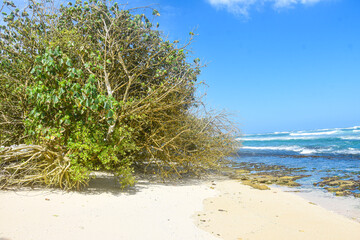 tropical beach with corals and blue sky