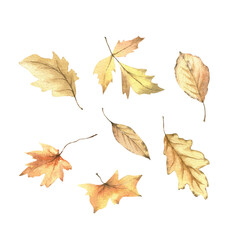 Yellow autumn leaves clipart. Watercolor hand-drawn illustration isolated on white background. Warmth forest art. Fall holiday design for invitation, poster, cards, stickers.