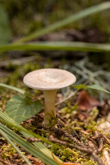 Intricate pale mushroom on mossy forest floor with grass. Shallow DOF highlights its delicate details in a serene woodland setting.