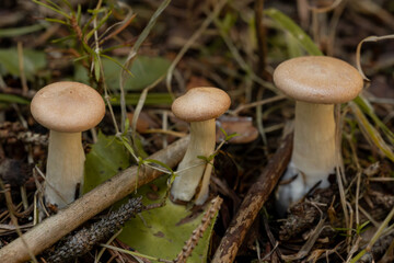 A trio of small, pale beige mushrooms emerges from the rich, earthy undergrowth of a forest floor. Surrounded by dry leaves, twigs, and green foliage, these fungi embody the subtle beauty of nature.
