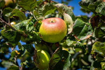 Looking up at a ripe apple on a tree in late summer