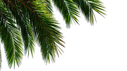 Fototapeta premium Lush Green Palm Fronds on Black Background