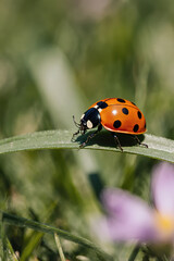 Obraz premium Ladybug on the grass close-up macro.created with the help of artificial intelligence.