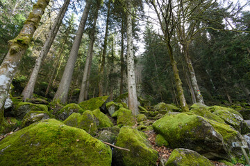 Fir forest at the Triberg Falls
