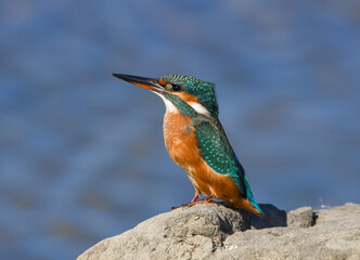 Close-up of a kingfisher perched on a rock