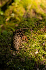 A single pine cone rests on a vibrant green mossy forest floor, illuminated by soft sunlight filtering through the canopy. This close-up captures the intricate details of nature in a serene setting.