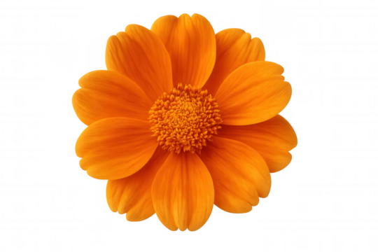 Close-up of a vibrant orange flower in full bloom, isolated on a transparent background, perfect for design projects
