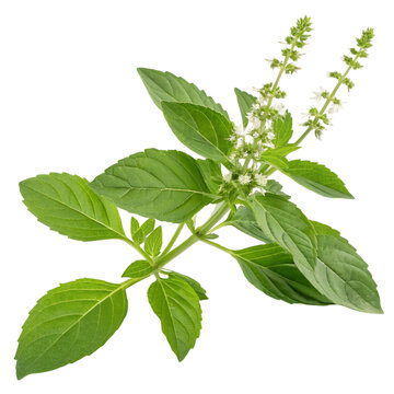 Holy Basil isolated on transparent background  
