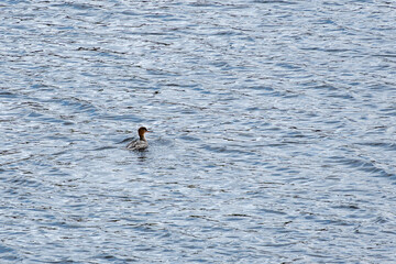 A duck glides effortlessly across the surface of a calm lake, Bright light reflects off the water,...