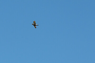Squatarola Pluvialis bird  glides gracefully against a blue background, showcasing its wings as it effortlessly navigates the open air on a sunny day. Fauna of Murmansk and the Kola Peninsula.