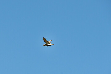 Squatarola Pluvialis bird  glides gracefully against a blue background, showcasing its wings as it effortlessly navigates the open air on a sunny day. Fauna of Murmansk and the Kola Peninsula.