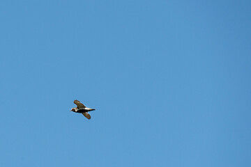 Squatarola Pluvialis bird  glides gracefully against a blue background, showcasing its wings as it effortlessly navigates the open air on a sunny day. Fauna of Murmansk and the Kola Peninsula.