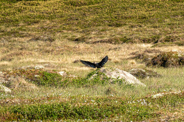 Skua bird is sitting on a moss-covered rock in a grassy area. The ground is dotted with small plants, sunlight highlights the bird’s features. Fauna of Murmansk and the Kola Peninsula.