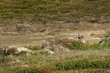 Skua bird is sitting on a moss-covered rock in a grassy area. The ground is dotted with small plants, sunlight highlights the bird&rsquo;s features. Fauna of Murmansk and the Kola Peninsula.