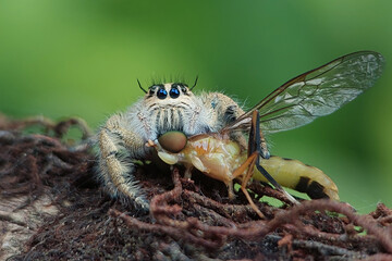 Close-up of a jumping spider (Hylus diadri, family Salticidae) feeding on a wasp in Java, Indonesia.