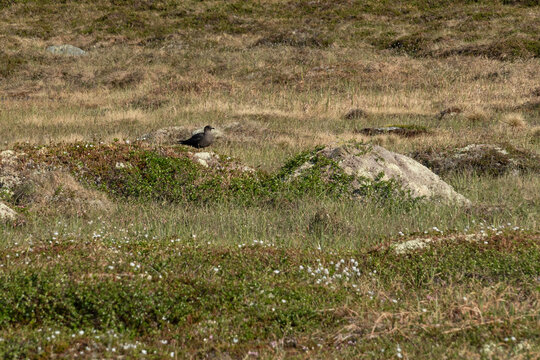 Skua bird is sitting on a moss-covered rock in a grassy area. The ground is dotted with small plants, sunlight highlights the bird&rsquo;s features. Fauna of Murmansk and the Kola Peninsula.