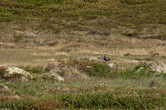 Skua bird is sitting on a moss-covered rock in a grassy area. The ground is dotted with small plants, sunlight highlights the bird’s features. Fauna of Murmansk and the Kola Peninsula.