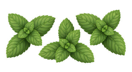 Three Isolated Sprigs of Fresh Green Mint Leaves on a White Background   © pythontic