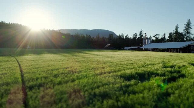Video of green farm field at sunrise during summer