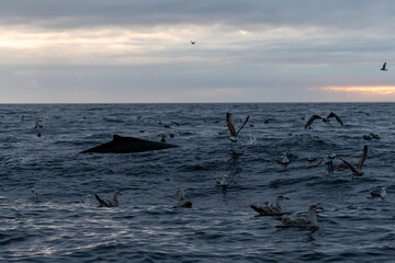 Impressive humpback whale fin breaks the surface of calm ocean waters, surrounded by gentle...