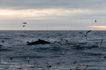 Naklejka premium Impressive humpback whale fin breaks the surface of calm ocean waters, surrounded by gentle ripples. The scene captures the peacefulness of the sea during early morning light. Murmansk, Teriberka.