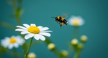 Obraz premium Bee in flight approaching daisy flower nature photography