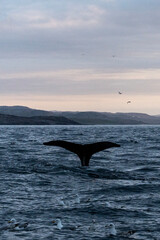 Fototapeta premium humpback whale gracefully lifts its tail above the surface of calm ocean waters, set against a backdrop of steep, rocky cliffs during twilight. Seabirds scatter into the sky. Murmansk, Teriberka.