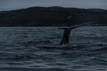 humpback whale gracefully lifts its tail above the surface of calm ocean waters, set against a backdrop of steep, rocky cliffs during twilight. Seabirds scatter into the sky. Murmansk, Teriberka.