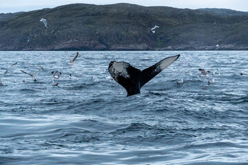 humpback whale gracefully lifts its tail above the surface of calm ocean waters, set against a...