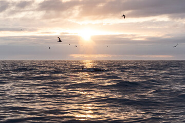 A breathtaking sunset illuminates the sky over the ocean while whales breach the surface, and seabirds soar above the waves, creating a serene coastal atmosphere.