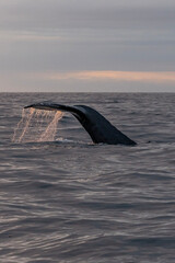 Obraz premium A large whale's tail breaks the surface of calm ocean waters as the sun sets on the horizon. The tranquil scene captures the beauty of marine wildlife at dusk.