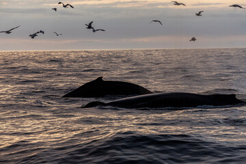 Two humpback whales display acrobatic behavior as they breach near the surface during a tranquil...