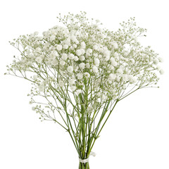 Bouquet of gypsophila isolated on transparent background  
