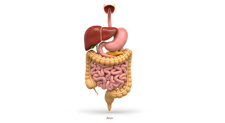 A 3D model of the complete human digestive system, from mouth to intestines, displayed in clean medical style on a white background without any labels.                                                 