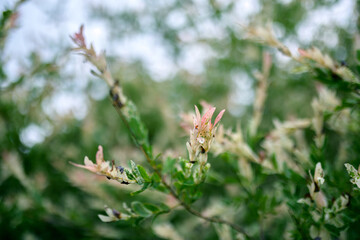 Beautiful leaves of Salix integra. Shallow depth of field.