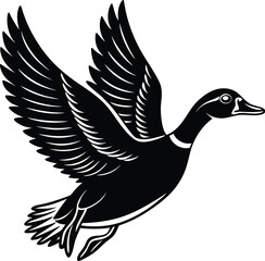 Obraz premium Black and White Silhouette of a Flying Mallard Duck with Open Wings