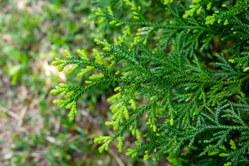 Beautiful japanese cypress leaf in the forest.