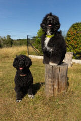 Two Portuguese Water Dogs mother and daughter, playing outdoors in sunny garden setting