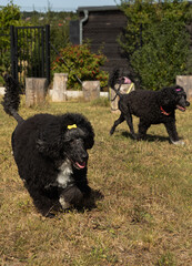 Playful black Portuguese Water Dogs, mother and daughter, running in a sunny grass yard