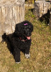 Adorable black Portuguese Water Dog sitting on grass near tree stump in sunny park