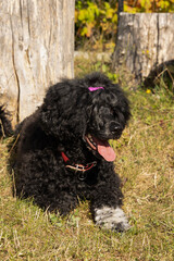 Curly Portuguese Water Dog resting outdoors on grass