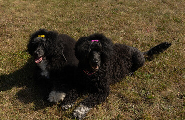 mother and daughter, black Portuguese Water Dogs, relaxing with colorful bows