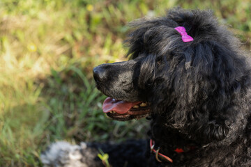 Fluffy black Portuguese Water Dog with pink bow in natural setting