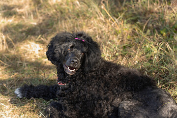 Black Portuguese Water Dog resting on grass in sunlit outdoor setting