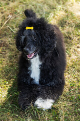 Cute black Portuguese Water Dog with yellow bow relaxing on grass in the sun